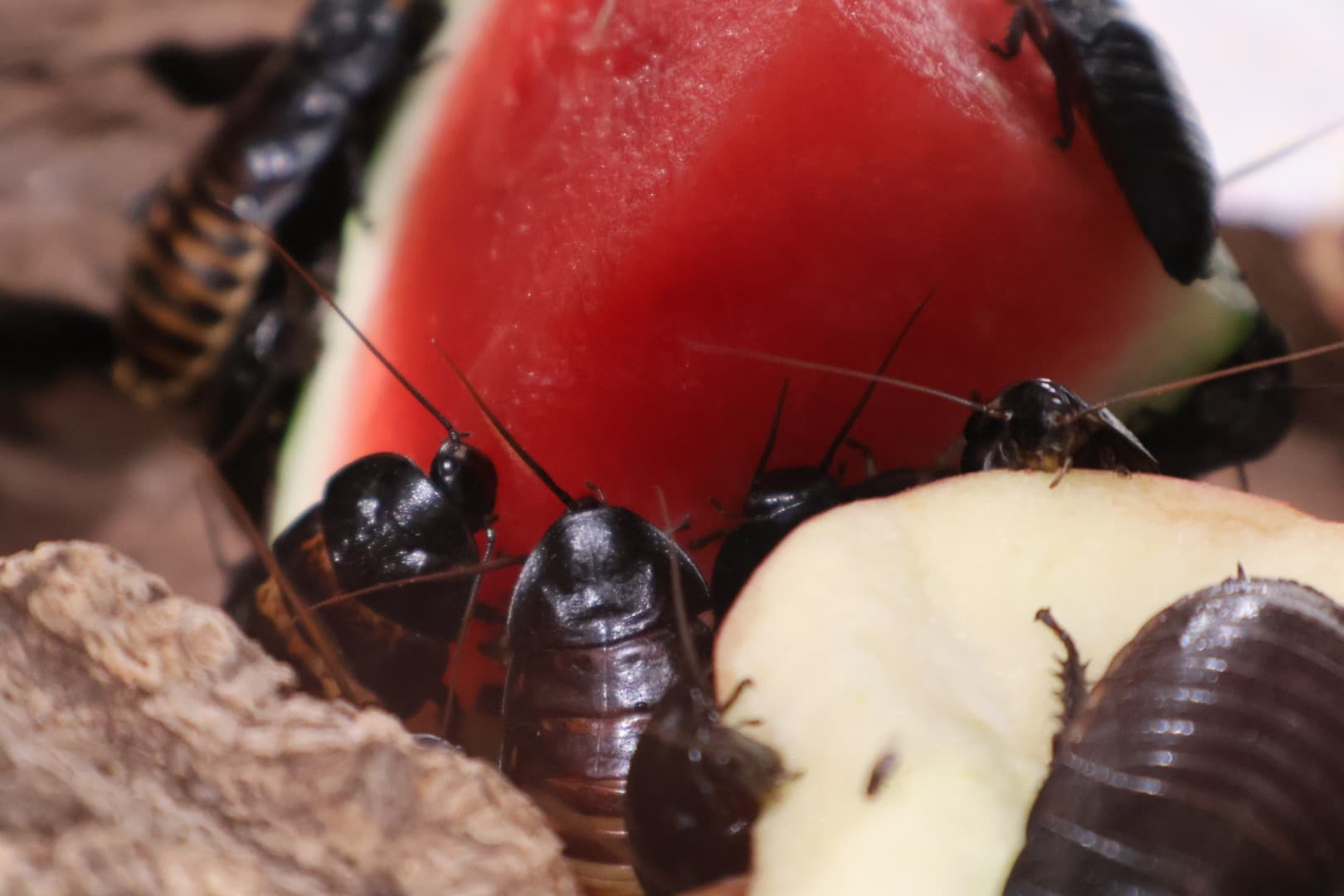 Tutustumiskierros Hopsulassa