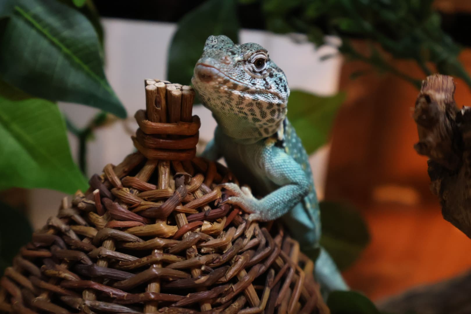 Hopsulan lemmikkejä